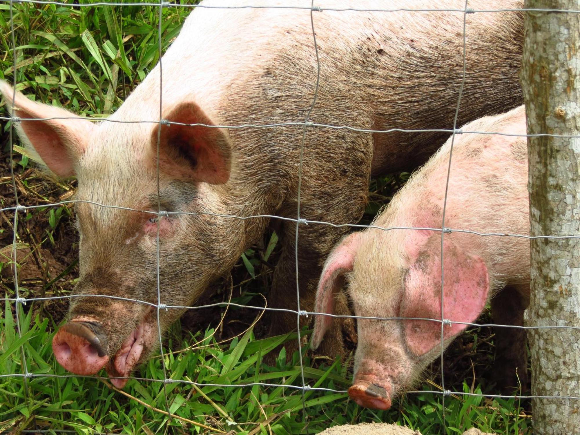 Vocare Finca Agroecologica Upala Zewnętrze zdjęcie