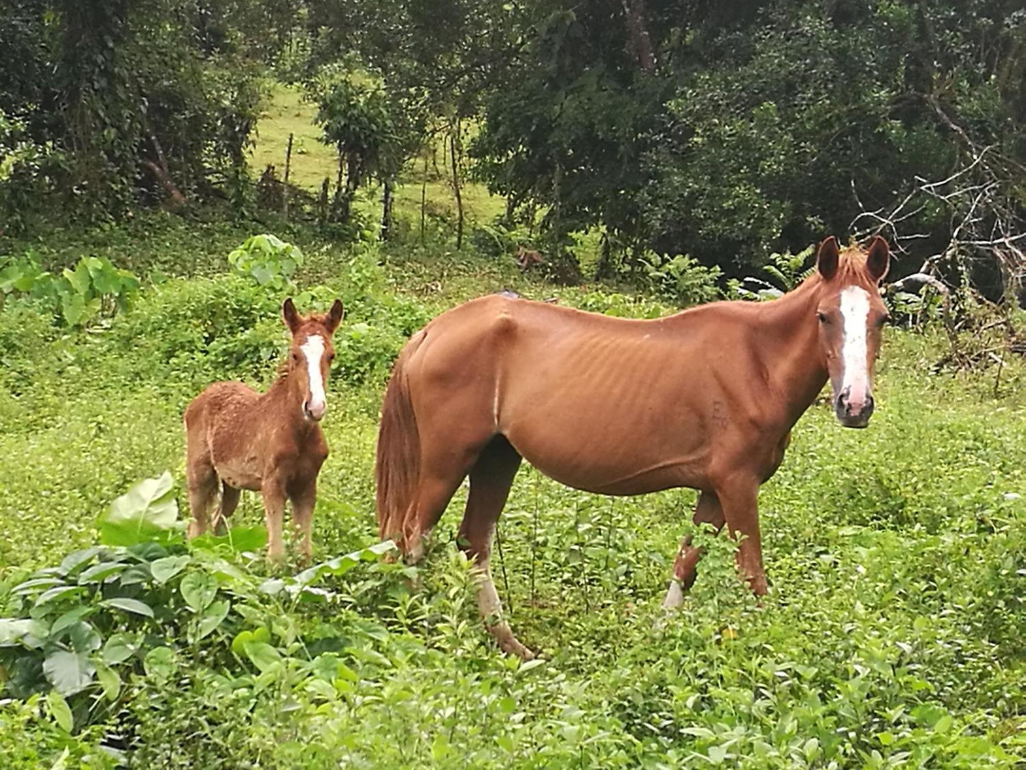 Vocare Finca Agroecologica Upala Zewnętrze zdjęcie