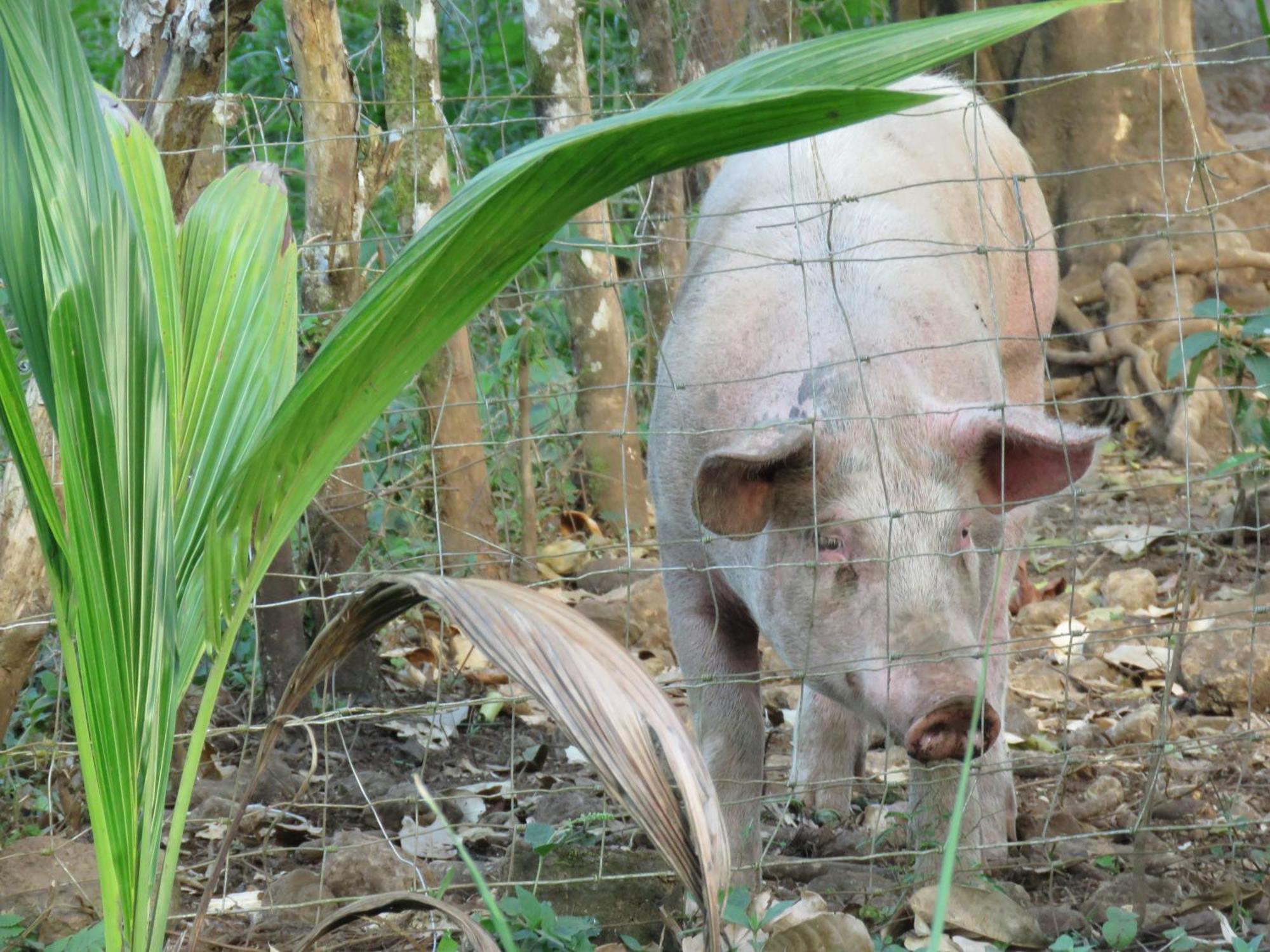 Vocare Finca Agroecologica Upala Zewnętrze zdjęcie