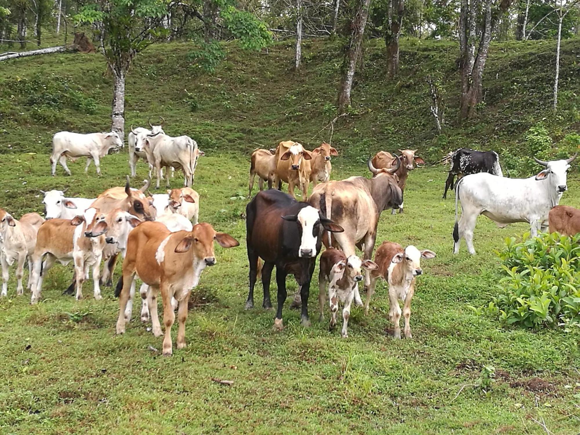 Vocare Finca Agroecologica Upala Zewnętrze zdjęcie