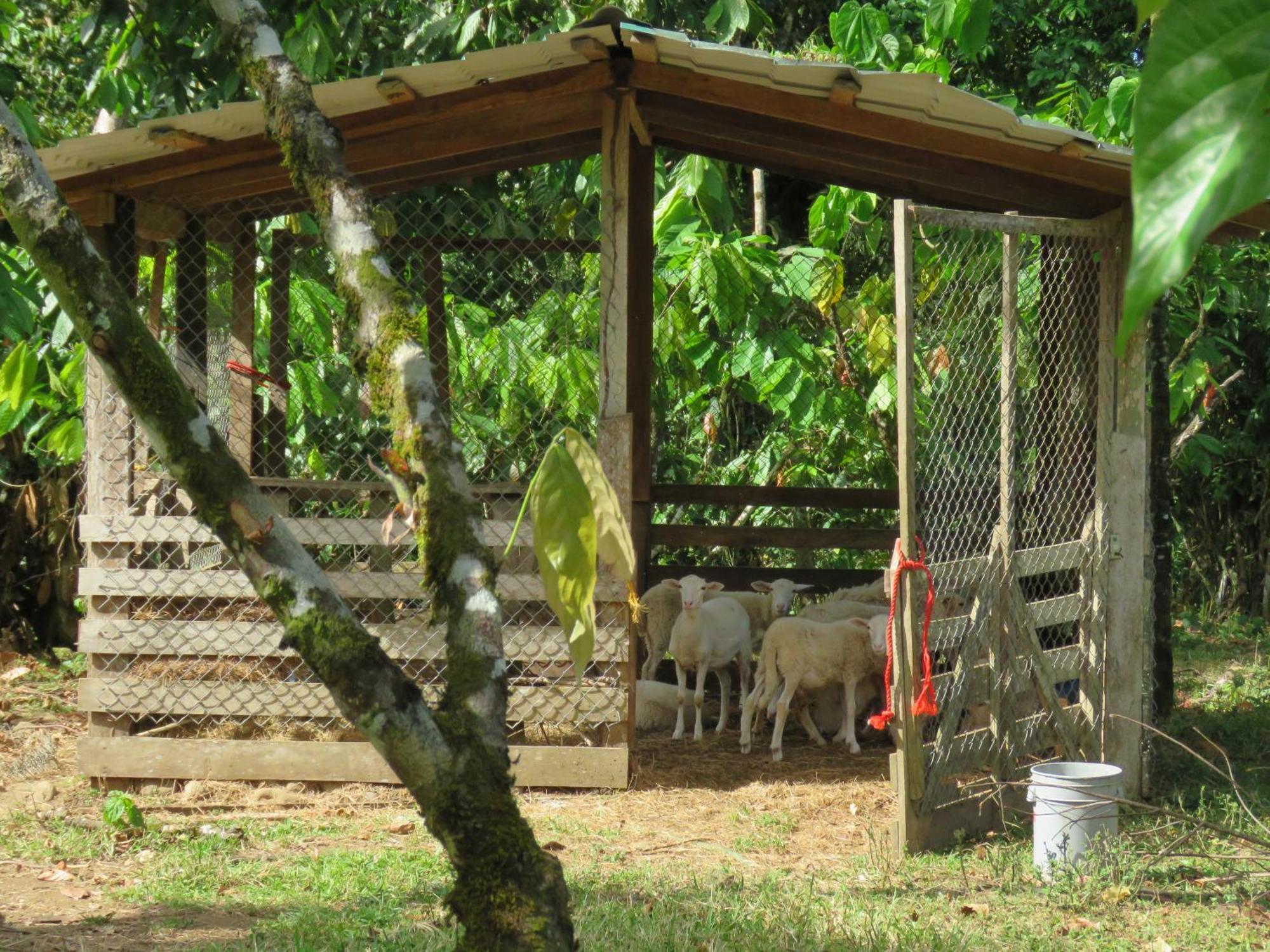 Vocare Finca Agroecologica Upala Zewnętrze zdjęcie
